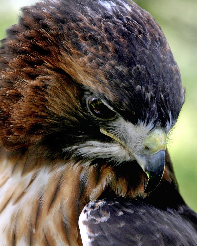 Image by Cheryl Johnson from Pixabay